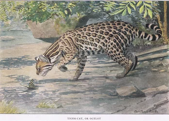 Bob Cat ou Ocelot